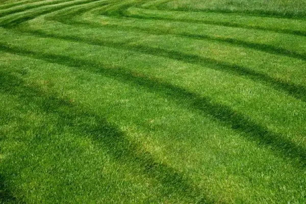 Should I Water My Lawn After Mowing in Jacksonville FL