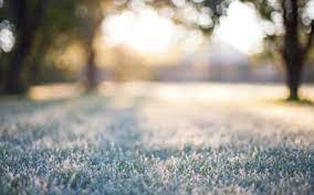 A frosted lawn in the sunlight