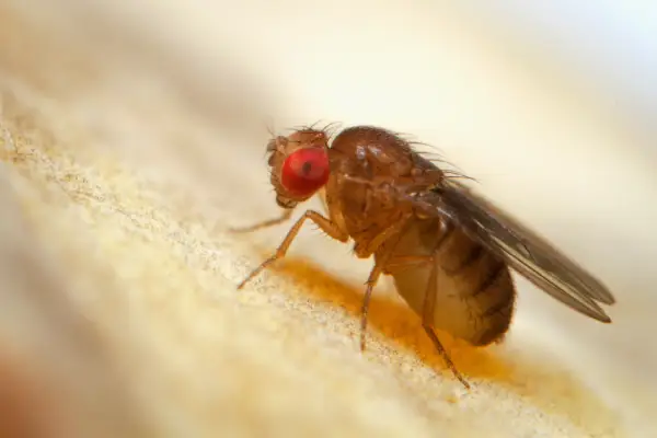 closeup of a fruit fly on the skin of a banana in Florida home