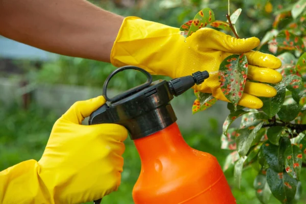 Worker spraying fungicide on a plant