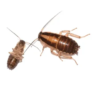 German Cockroach up close white background - Keep pests away from your home with Bug Out in FL