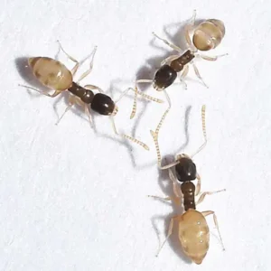 Ghost Ants up close white background - Keep ants away from your home with Bug Out in FL