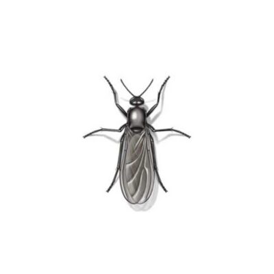 Close up of a gnat drawling.