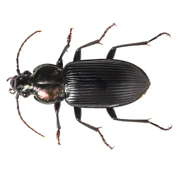 Ground Beetle up close white background - Keep beetles away from your home with Bug Out in FL