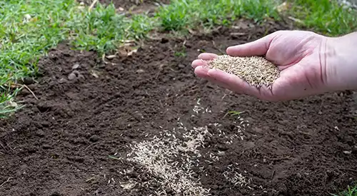How To Take Care of Your Lawn's Soil in Jacksonville FL