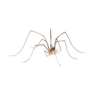 Harvestmen / Daddy Longlegs close up white background