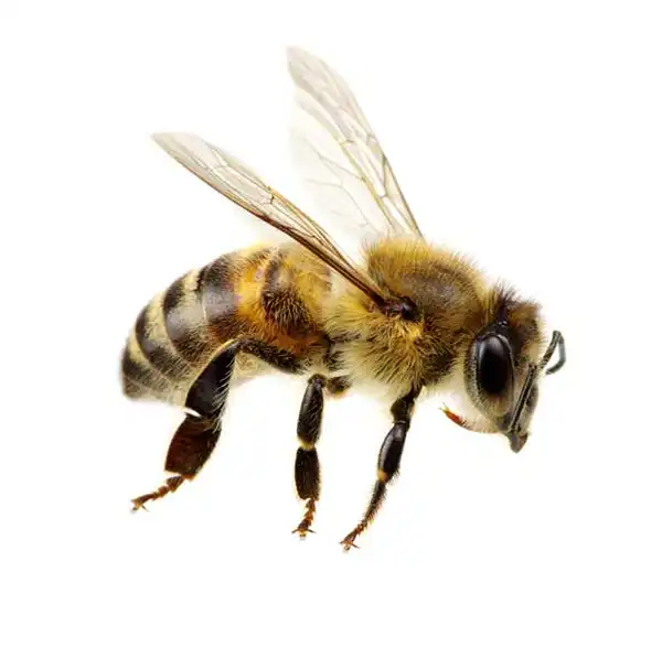 Honey Bee up close white background - Keep pests away from your home with Bug Out in FL