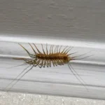 A house centipede crawls along the baseboard of a Florida home. Learn what's drawing centipedes to your home.