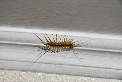 A house centipede crawls along the baseboard of a Florida home. Learn what's drawing centipedes to your home.