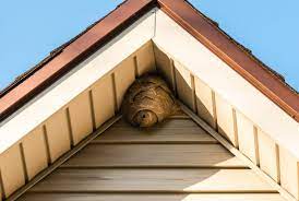 Huge wasp nest in the peak of a Florida home