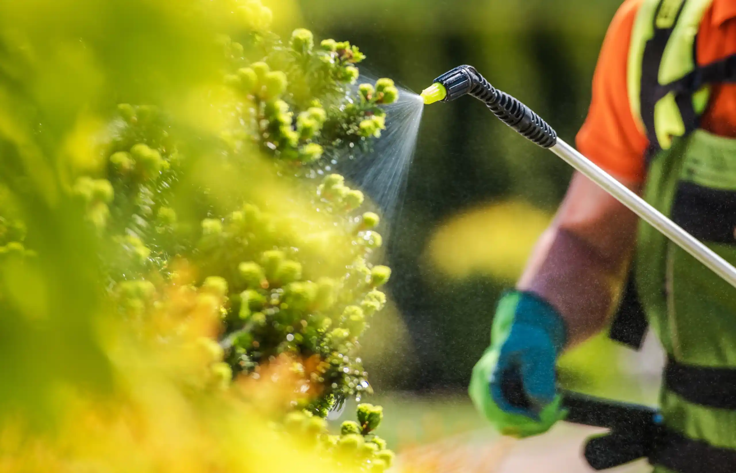 When Should I Use An Insecticide in Jacksonville FL