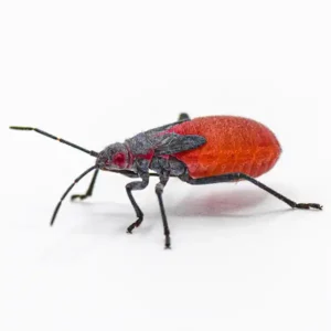 Jadera Bug up close white background - Keep pests away from your home with Bug Out in FL