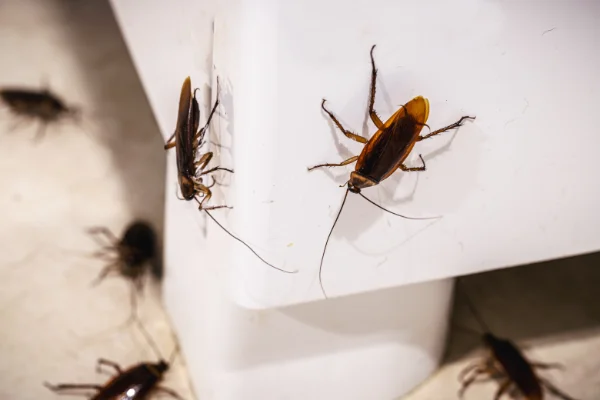 Prevent Cockroaches from Entering in your area
