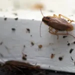 Cockroaches crawling on kitchen floor in Florida home. Contact Bug Out to prevent cockroaches from infesting in your home or business.