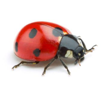 Ladybug up close white background