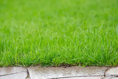 How Does Rain Impact My Lawn After Fertilization in Jacksonville FL
