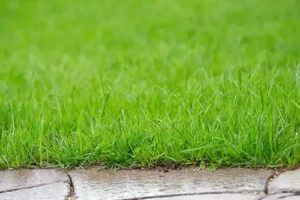 Closeup of grass that has been rained on