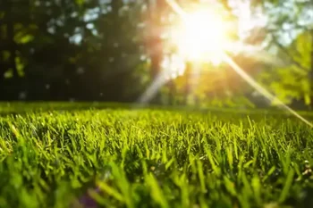 A lush green lawn lit by the sun in the evening