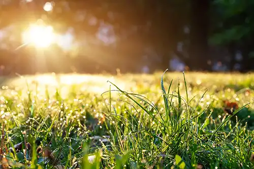 Should I Fertilize A Wet Or Dry Lawn in Jacksonville FL