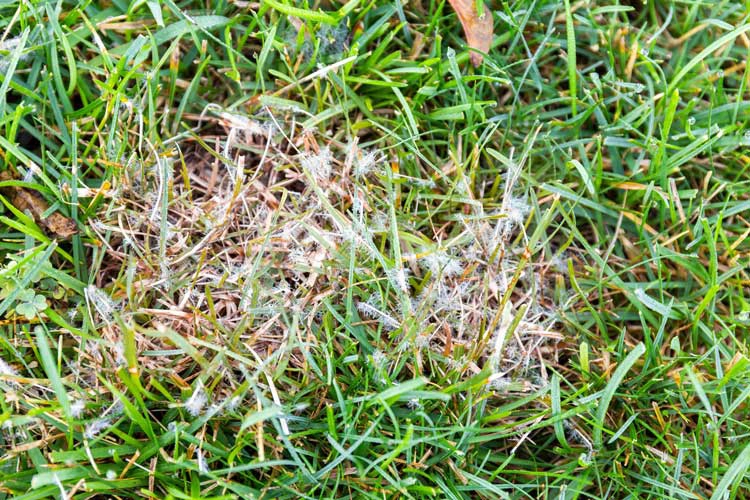 A patch of grass with fungus growing