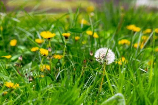 Dandelions in a yard