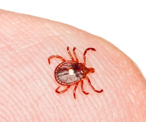 Lone Star Tick up close on tick