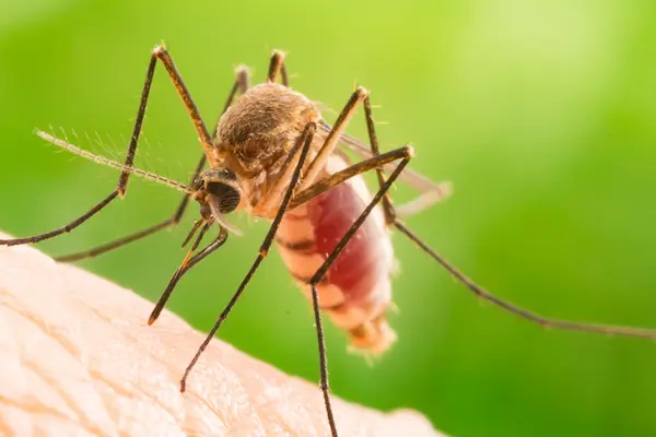 Mosquito sucking blood on human skin