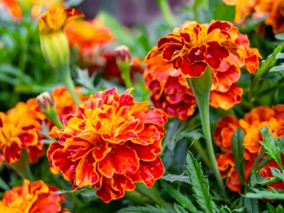 close up image of marigold plant repelling stinging insects