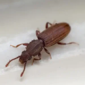 Merchant Grain Beetle up close white background - Keep pests away from your home with Bug Out in FL