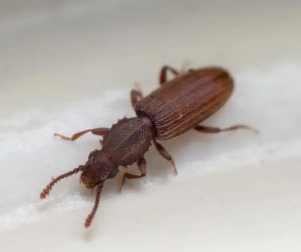 Merchant Grain Beetle up close white background - Keep pests away from your home with Bug Out in FL