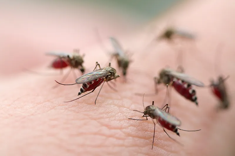 Cluster of mosquitos on a person's hand