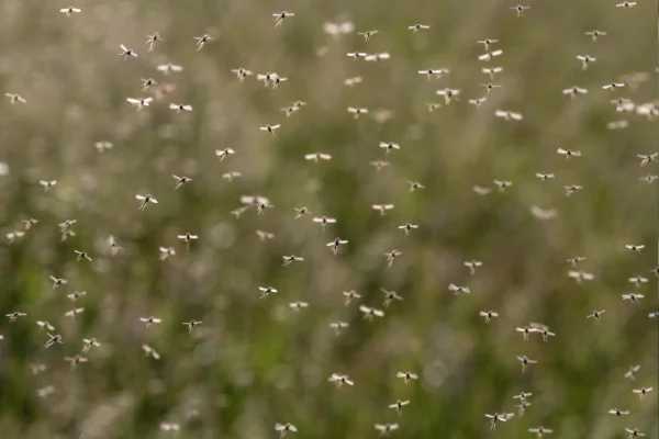 Commercial Mosquito Repellent System in your area