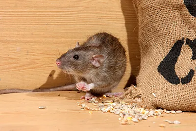 How to Handle Norway Rats in Your Business in your area