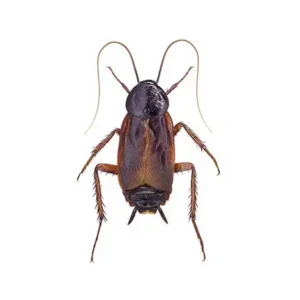 Oriental Cockroach up close white background - Keep pests away from your property with Bug Out in FL