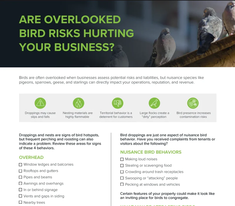 Are Overlooked Bird Risks Hurting Your Business?