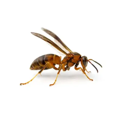 Paper Wasp up close white background - Keep pests away from your property with Bug Out in FL