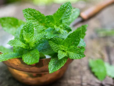 close up image of peppermint plant repelling bugs