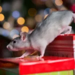 rat stepping across colorful, festive gift boxes with holiday-themed designs