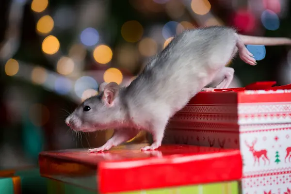 rat stepping across colorful, festive gift boxes with holiday-themed designs