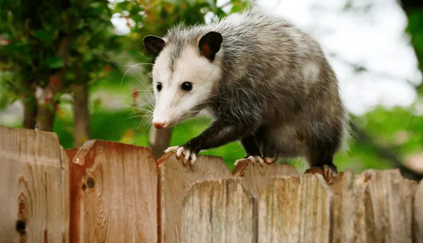 Opossum walking along the top of a wooden fence in a backyard