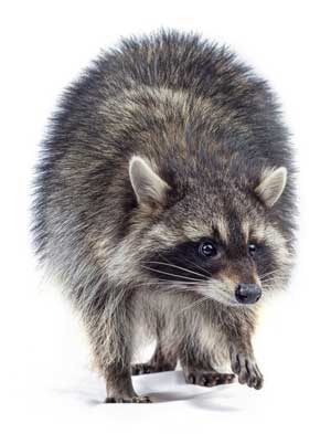 A raccoon walking with a white background