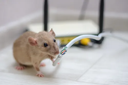 Closeup of a mouse chewing on a wire in a Florida home