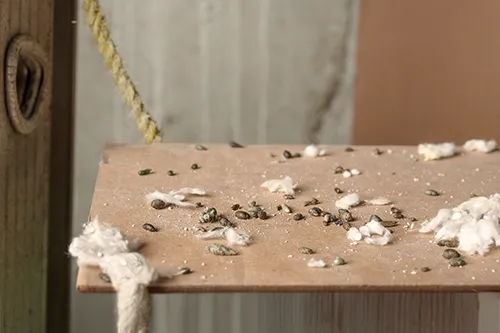 Closeup of rodent dropping on a piece of cardboard in a Florida home