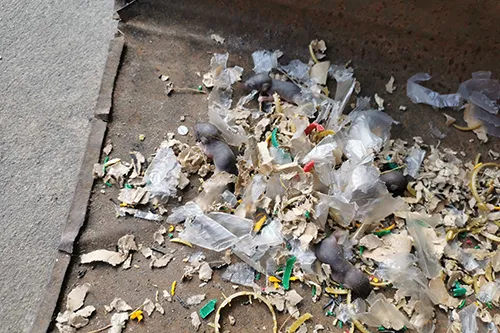 Closeup of a rodent nest with bits of trash, outside of a Florida home