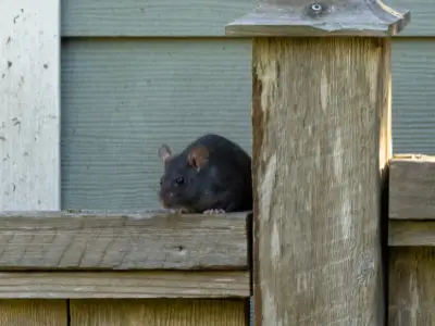 roof rat sitting on fence outside jacksonville fl home
