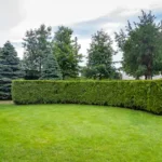 Yard with trimmed shrubs and trees