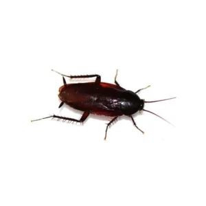 Smoky brown cockroach against a white background - Keep pests away from your property with Bug Out in FL