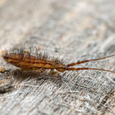 Springtail on wood up close