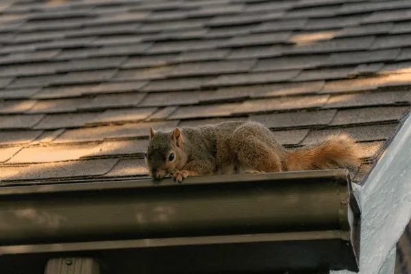 Squirrel standing on a gutter on a roof of a house