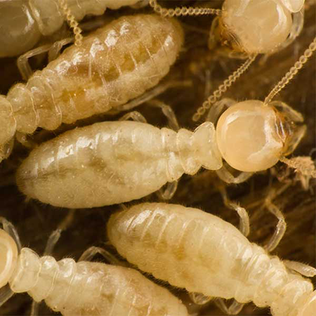 Closeup of white termites | Florida Bug Out Pest Control serving Jacksonville, FL 